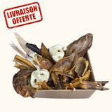 Boxe mastication chien
