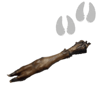 Patte agneau