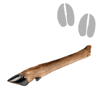Patte de Cerf
