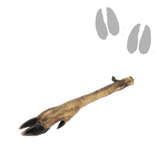 Patte de chevreuil