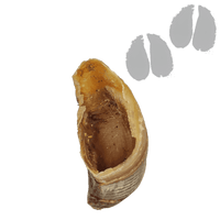 Sabot de Bœuf